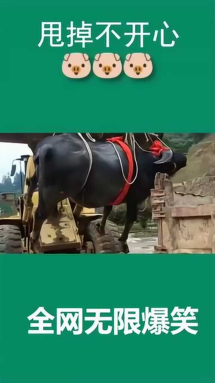 中国牛王擎天柱在贵州去世了主人把它埋了太心疼了