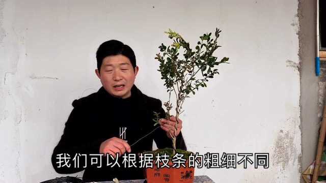 小叶瓜子黄杨悬崖式盆景的制作,大气磅礴,气势非凡,一起学习吧