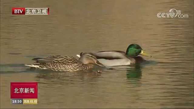 北京全面加强野生动物疫情疫病监测