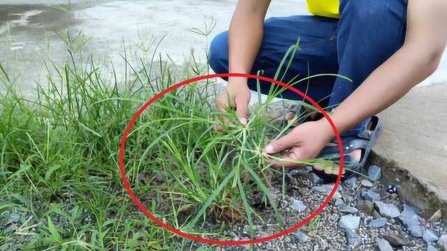 全村人都讨厌的牛筋草,熟不知浑身上下都是宝,一起来认识一下吧