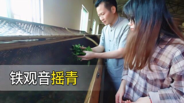 实拍福建铁观音制茶工艺摇青,茶叶质量好不好,这一步很重要!