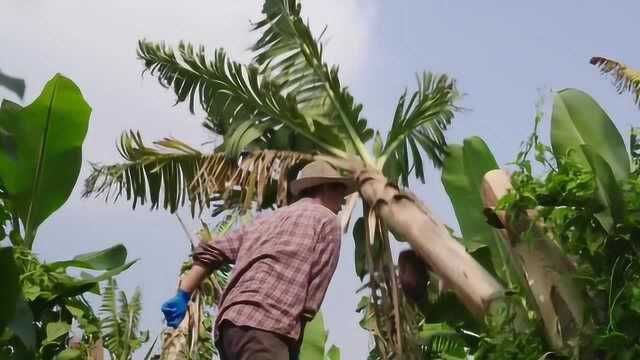 食饭准备!《寻味东莞》定档,解锁“世界工厂”美食地图