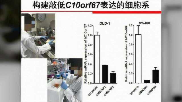 小学生研究基因获大奖,疑问接连不断,究竟是天才还是学术造假