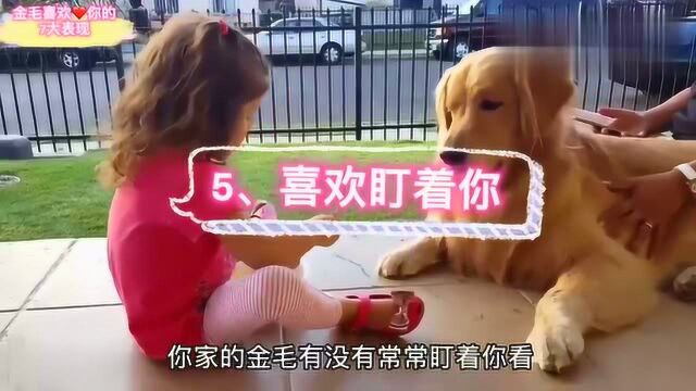 金毛犬喜欢你的7大表现,你家占几个?