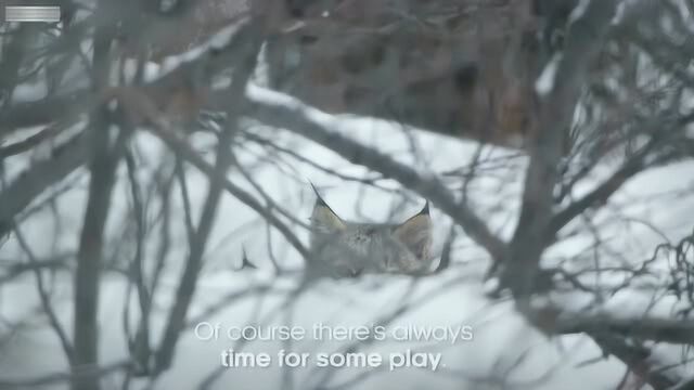 动物界最漂亮的大猫,猞猁