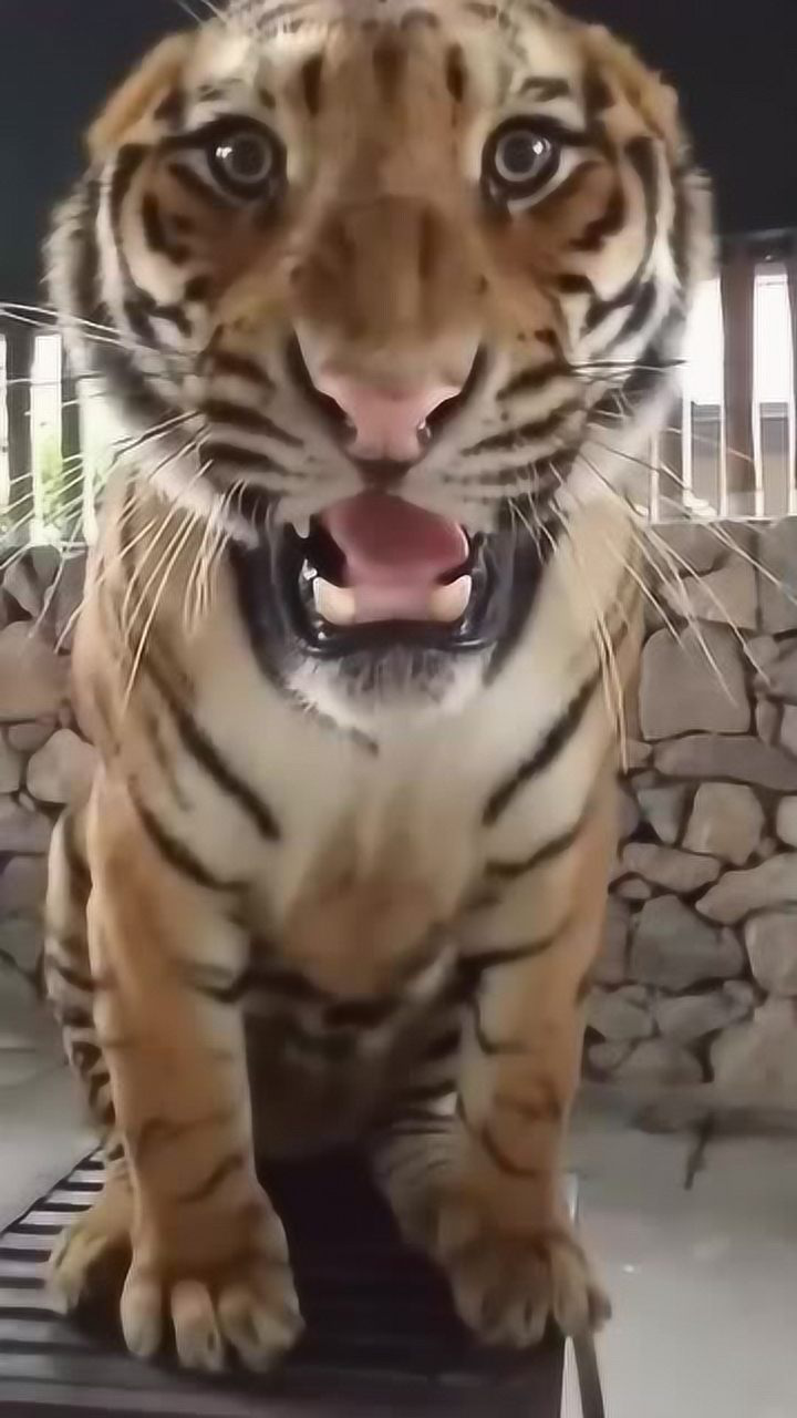 老虎叫声饥饿图片