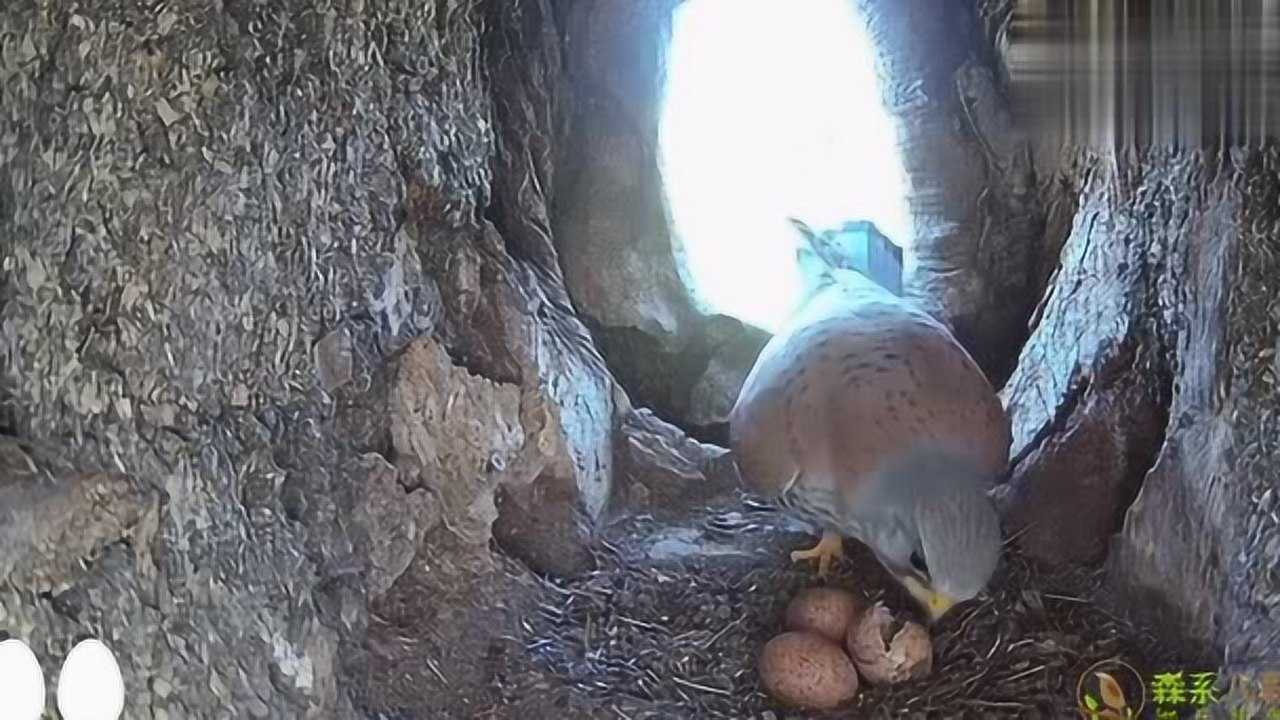 树洞里的红隼育雏它遇到了哪些烦心事孵个蛋都不容易