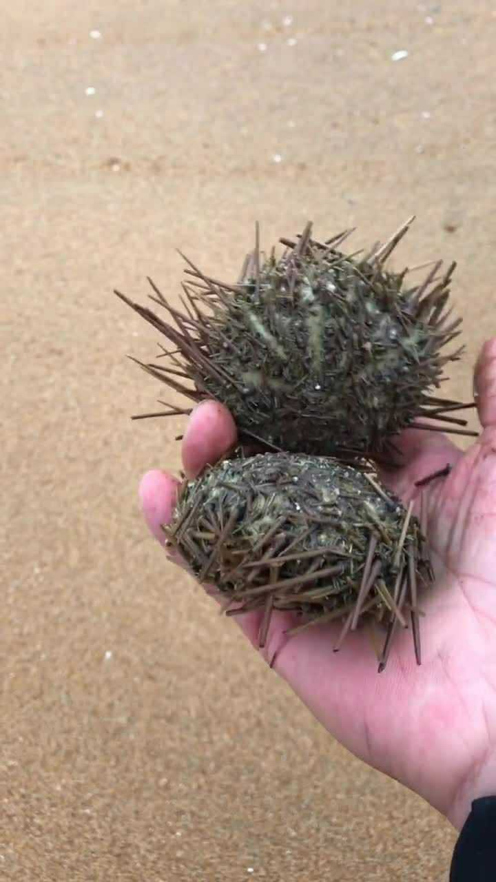 这两个小海胆,你们看看,拿回家吧还是