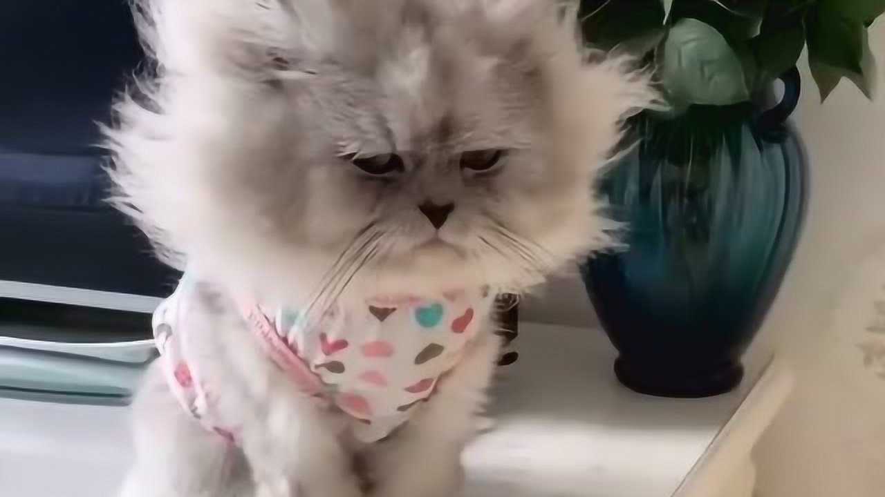 鳌拜的妹妹熬夜给孩子买个蜂花护发素吧太炸毛了