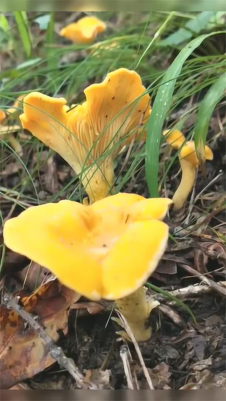 山中蘑菇千千万,而我独爱这黄菌,爱不释手真好吃