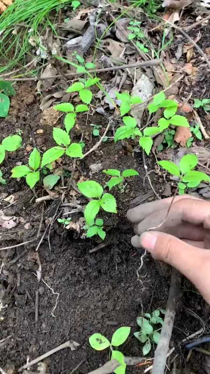 初生一年人参苗