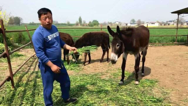 哥哥养驴有诀窍,它投资小利润高,今天来他驴场看下了解下