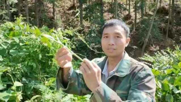 牛尾菜大家认识吗?它是一种美味的山野菜,是一种药食两用的植物