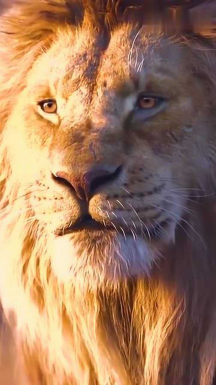 雄狮觉醒屹立东方