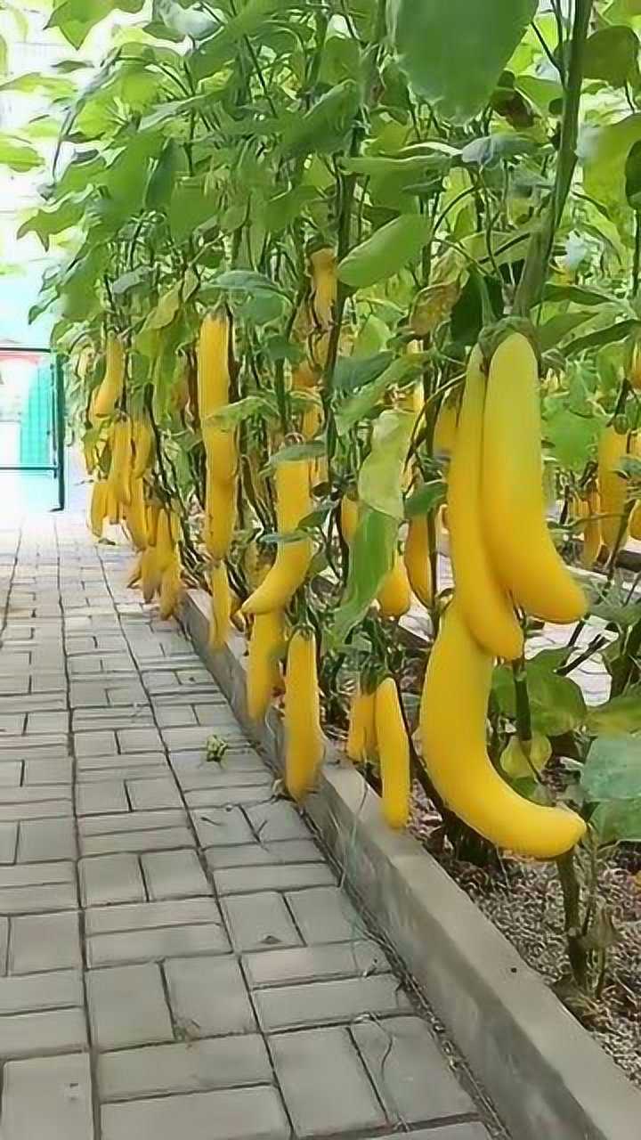 是香蕉变了心,还是茄子有了外遇,今天算是开眼界了!