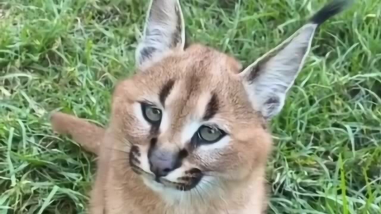 这是什么品种的猫,长得好像豹子一样,睁着两个大眼睛太萌了