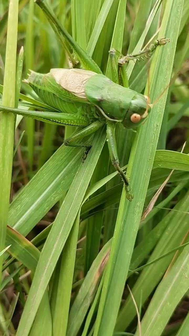 绿色的草丛里竟然发现了一只蝈蝈看着和草地rwyt