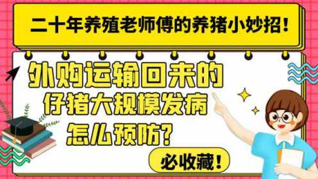 外购仔猪总发病?给大家讲几个要点,做好这几点不再可怕