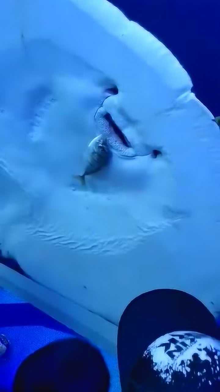 真实版大鱼吃小鱼竟然是这样子和想象中的不一样