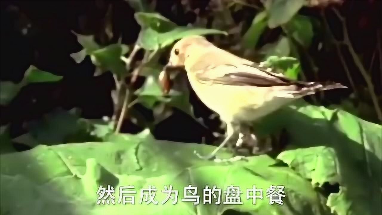 双盘吸虫为了寄生鸟类用蜗牛做媒介还控制其自杀