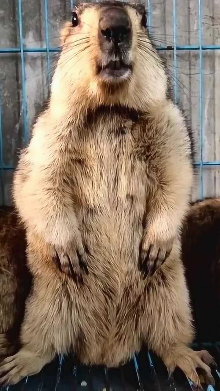 大老鼠今天犯错了正在面壁思过