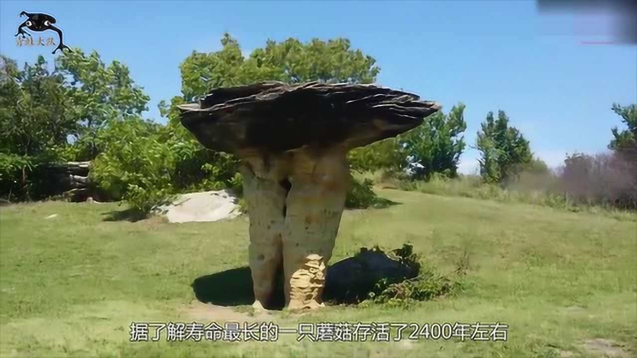 世界上最大的蘑菇看完你会惊叹不已