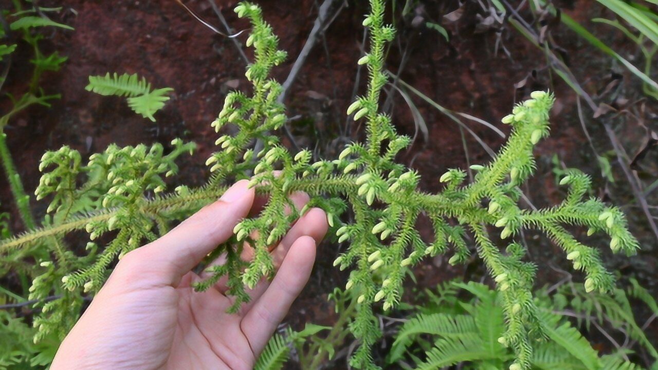 夏季炎热湿气重关节不适了解下伸筋草植物一起长长见识