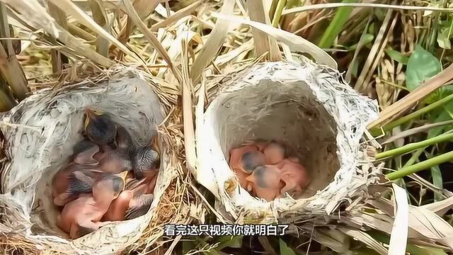 燕窝真的是燕子口水做的吗?看完这个视频你就懂了