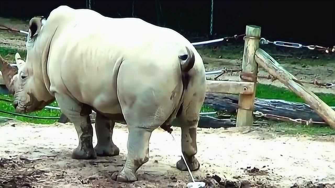 犀牛原来是这样撒尿的!真讲究,还要先挖个坑