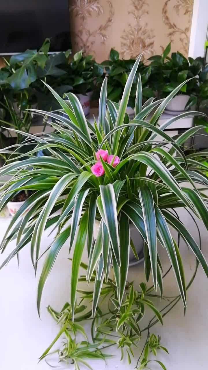 吊兰是一种非常好养的盆栽绿植,而且非常的好看,很喜欢