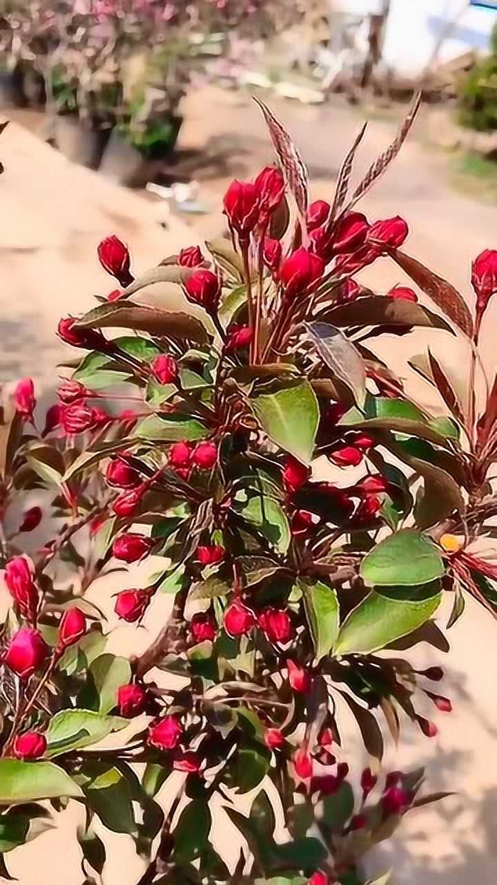红宝石海棠果子图片