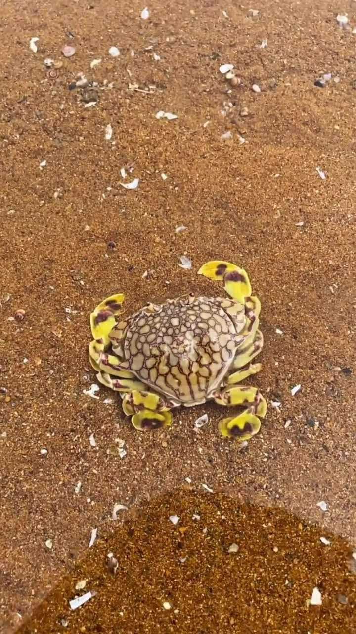 海边发现的这只螃蟹好漂亮呀不知道好不好吃