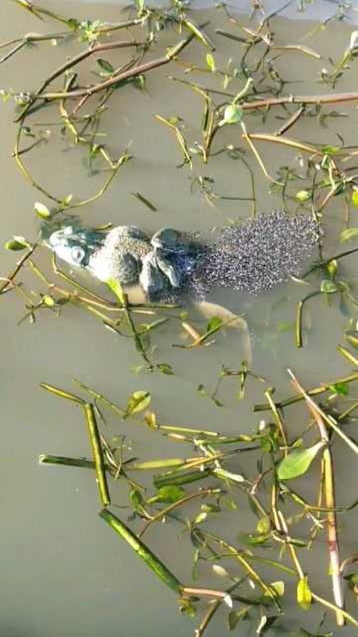 青蛙原来是这样产卵的,还是第一次见,长见识