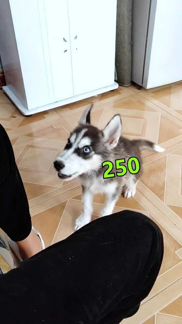 同样是二哈为什么你就会叫250