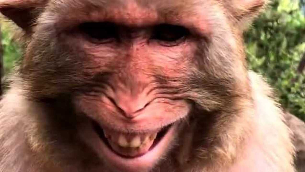 猴子都会笑吗但我想说这个笑有点渗人可爱本尊没错了