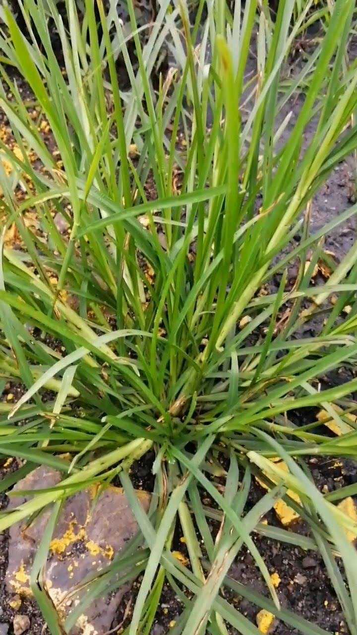 牛筋草的功效是清热解毒用它来煮水喝有降血压的功效