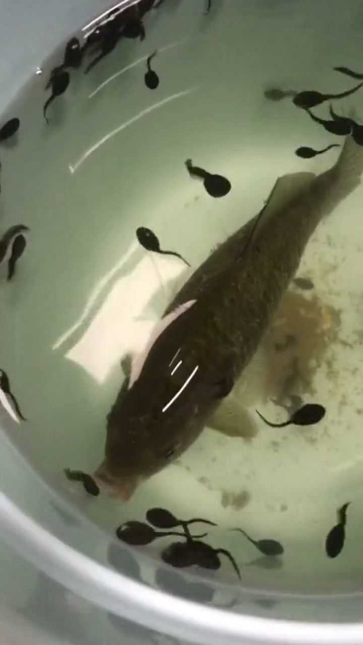 小蝌蚪找妈妈途中却葬身鱼腹鲤鱼不是吃素的吗