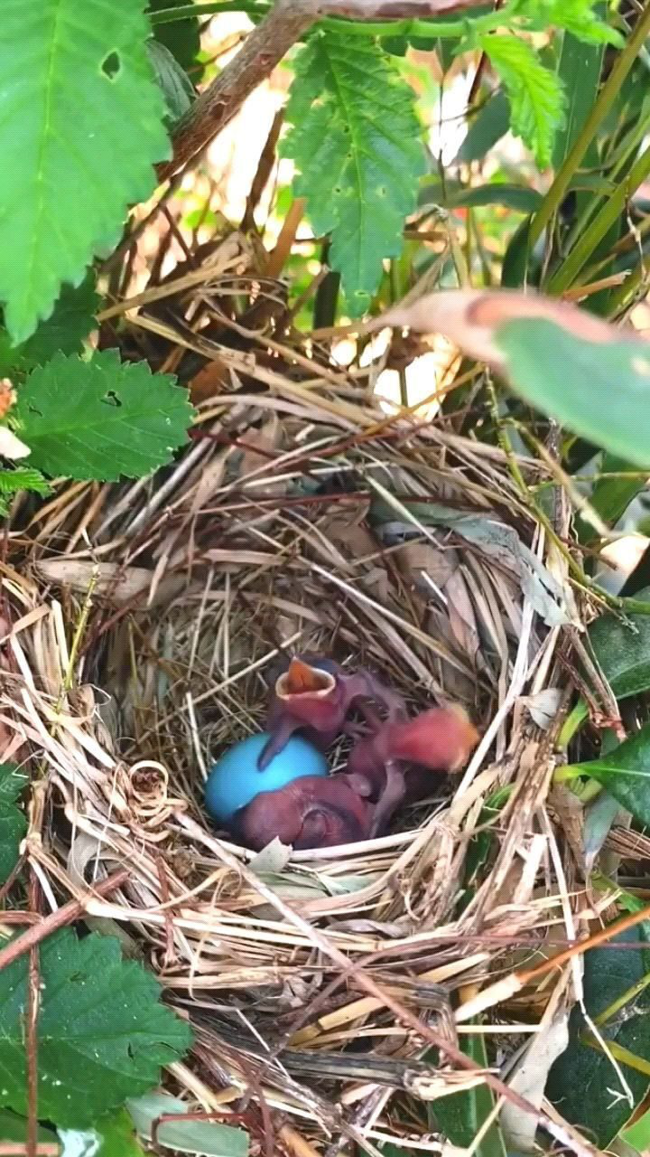 人工繁殖画眉出壳第二天,4只蛋成功了3,鸟妈妈激动地都不会喂食了!