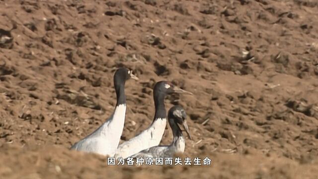 越冬:在野外黑颈鹤的平均寿命仅有20来岁