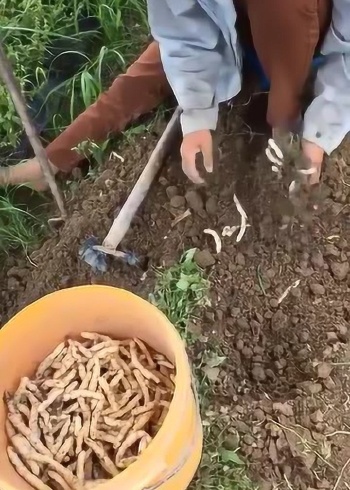 冬虫夏草,原来是这样种植出来的