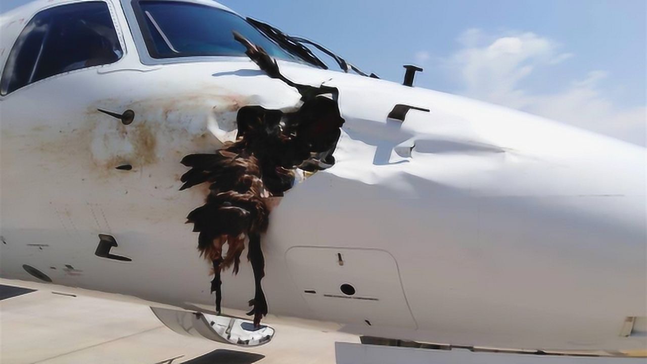 飞机在飞行中,万一和鸟相撞后果有多严重?看完令人捏了一把冷汗