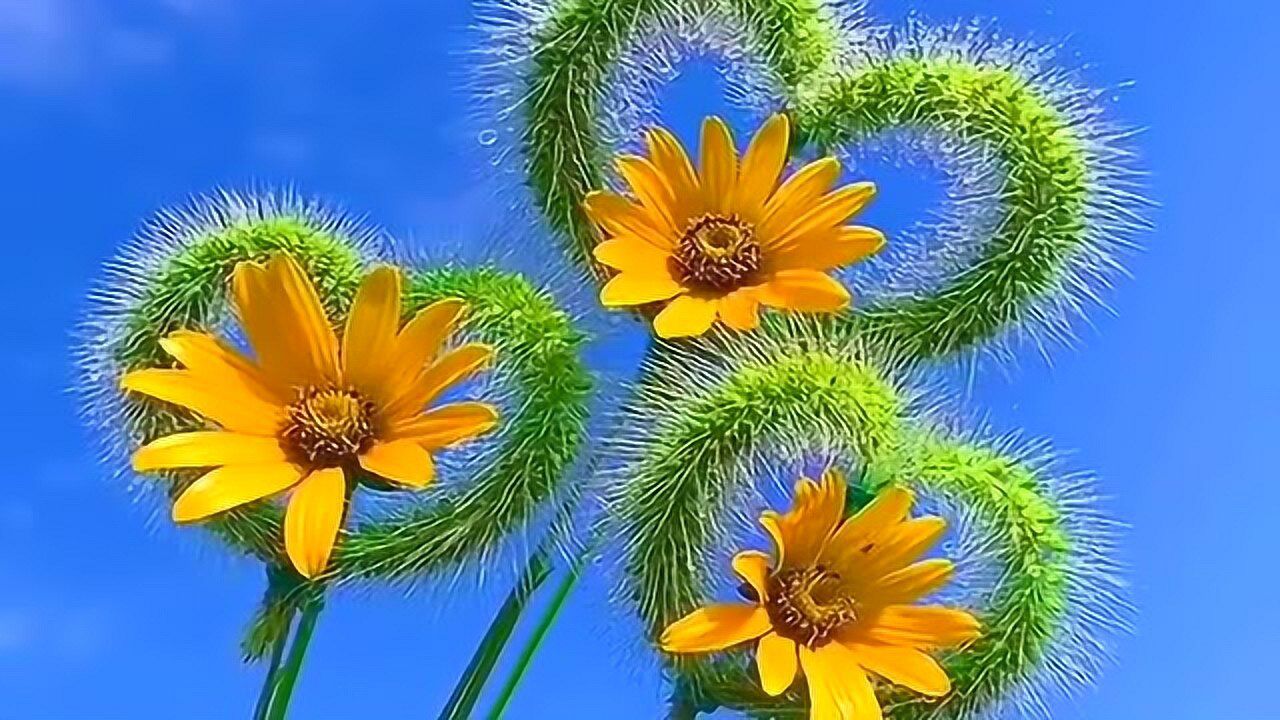 美女把狗尾巴草折成心形,中间插上太阳花,简直不要太美!