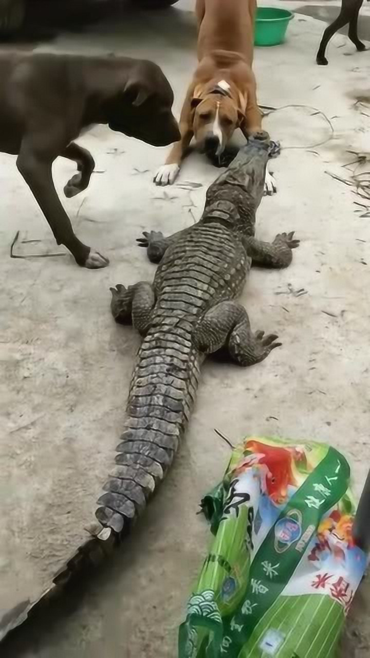 当鳄鱼遇上两只凶悍的狗,鳄鱼选择装死,一动不动是怕了吗