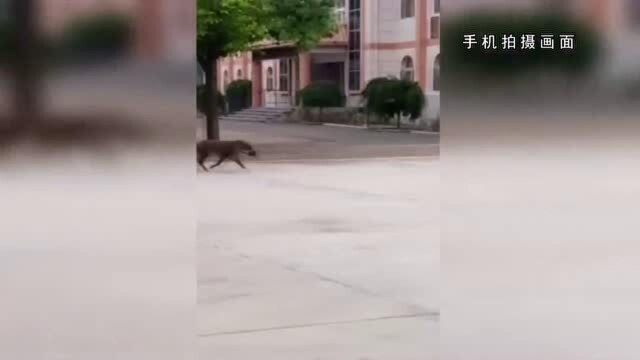 惊险!野猪惊现校园,特警百米外一枪击毙