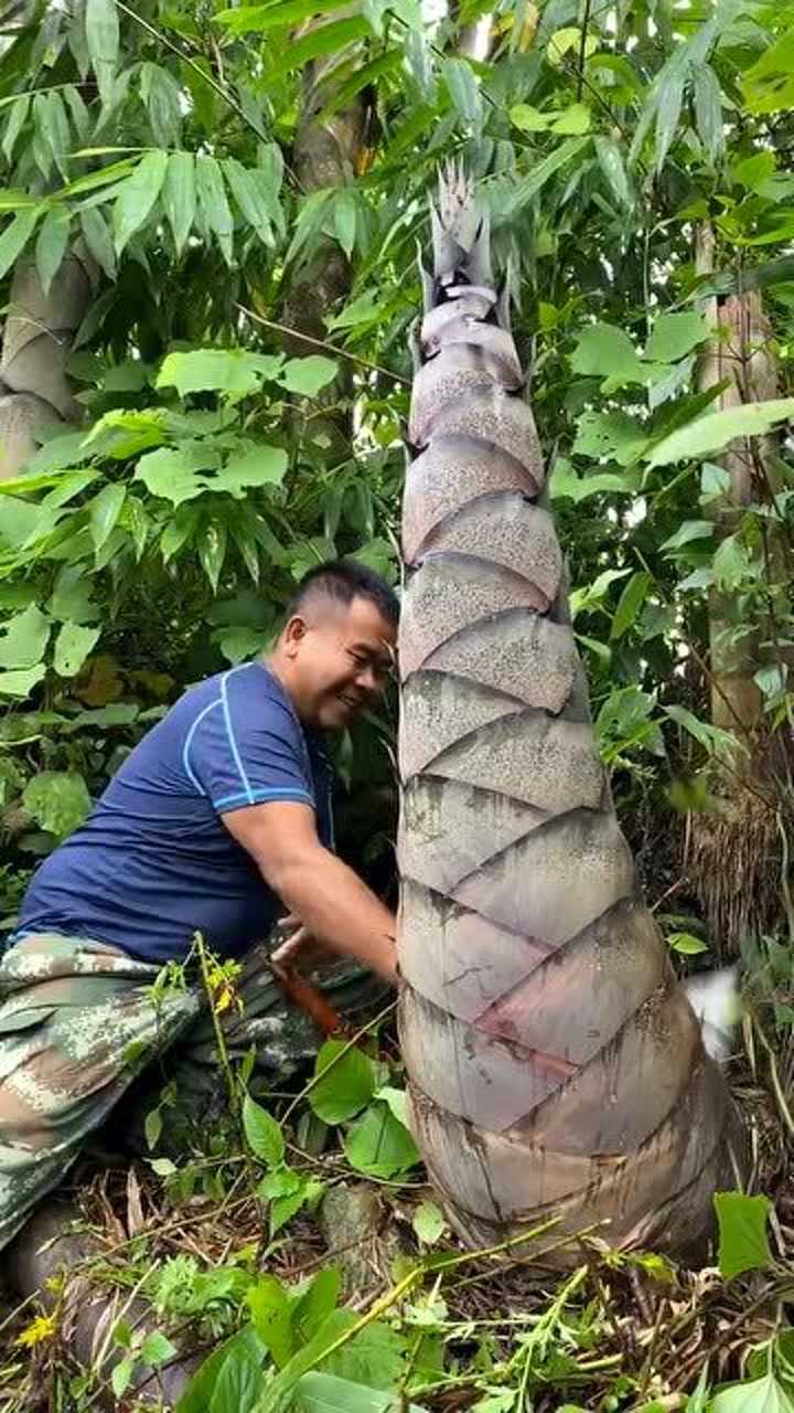 这么大的巨龙笋你见过吗?够吃一年了