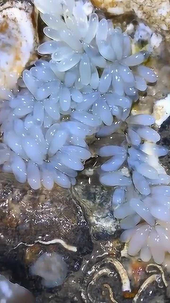 原来这就是八爪鱼的卵这一幕让我开眼了我还是第一次见到