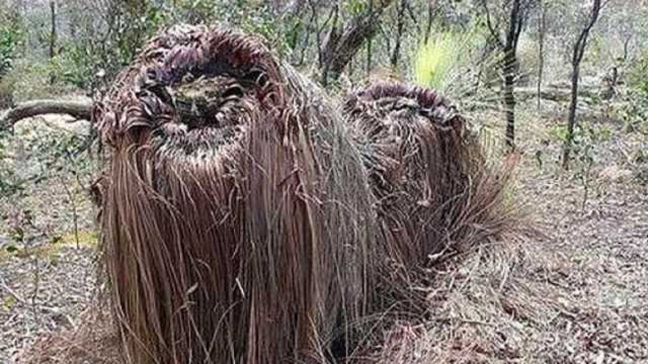 这种叫“食羊树”的植物，能自己抓羊吃，村民一旦发现马上烧毁_高清1080P在线观看平台_腾讯视频
