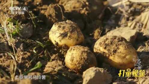 岚县马铃薯个头大营养高，蛋白质含量“一个顶俩”|源味中国