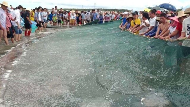 湛江开海第一天,现场人山人海,大网拉起时,全场人都沸腾了起来