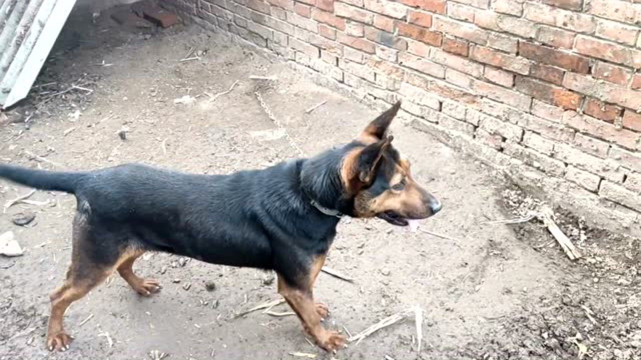 大袁众品家养的川红犬看护家园的好手看家忠诚老实不伤人